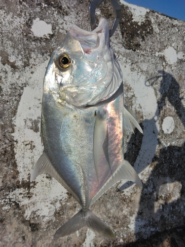 ロウニンアジの釣果