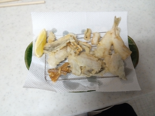 シロギスの釣果