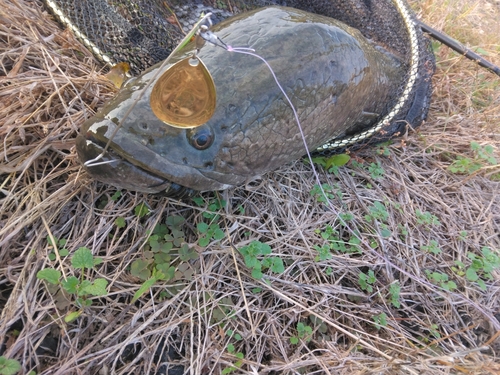 ライギョの釣果