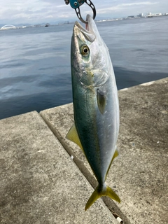 ハマチの釣果