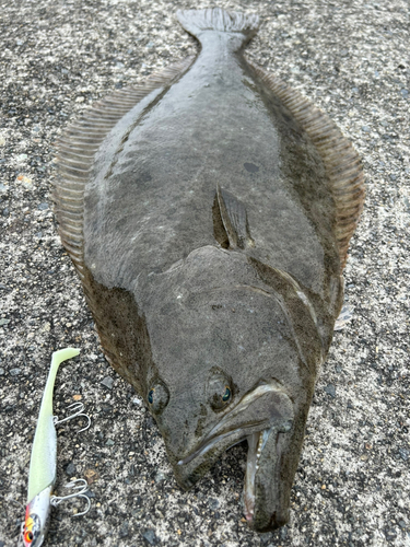 ヒラメの釣果