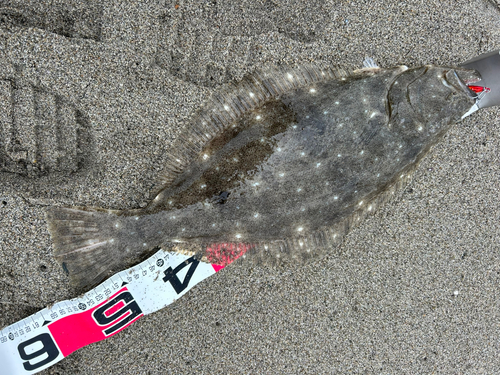 ヒラメの釣果