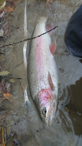 ニジマスの釣果