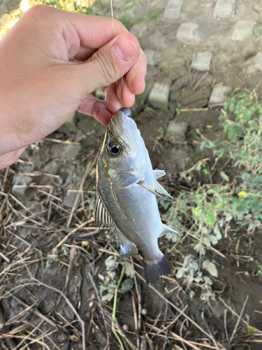 セイゴ（マルスズキ）の釣果