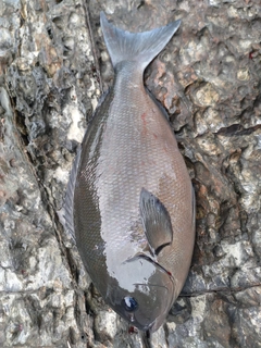 オナガグレの釣果