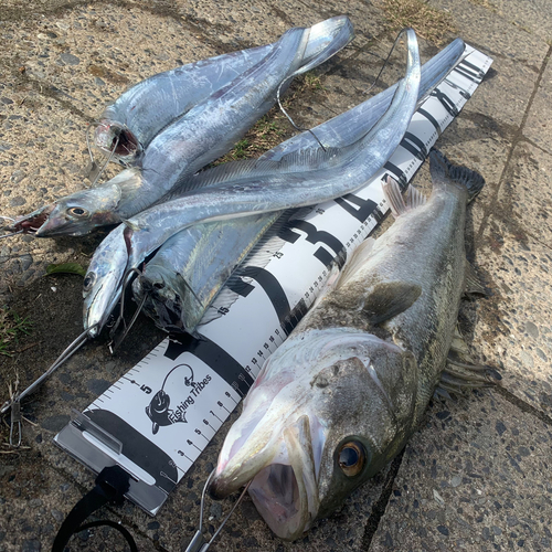 タチウオの釣果