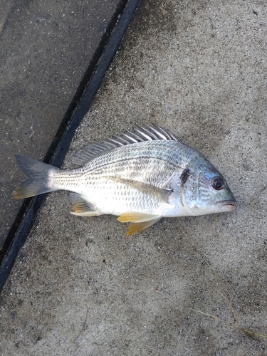 キビレの釣果