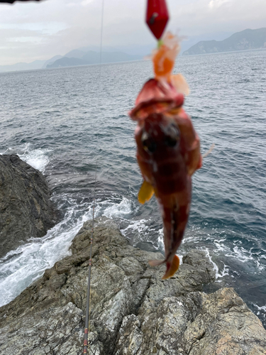 アラカブの釣果