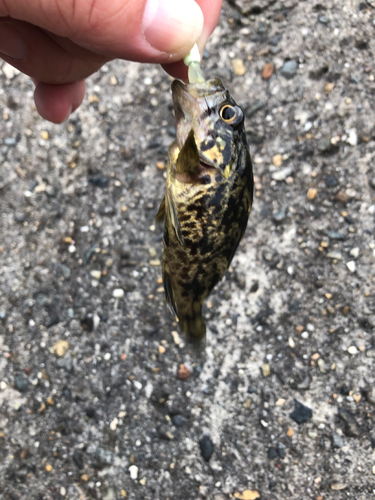 タケノコメバルの釣果