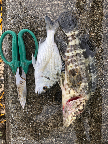 イシミーバイの釣果