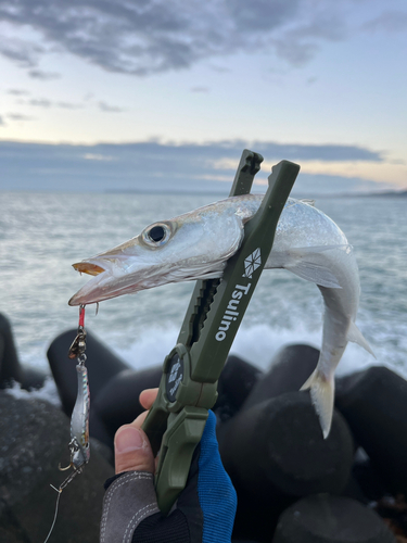 カマスの釣果