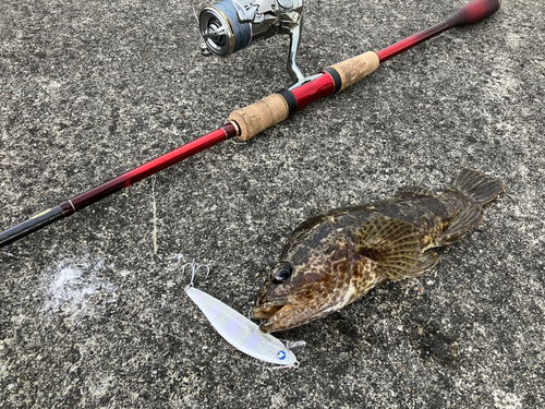 タケノコメバルの釣果