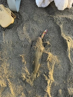 シタビラメの釣果