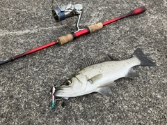 セイゴ（マルスズキ）の釣果