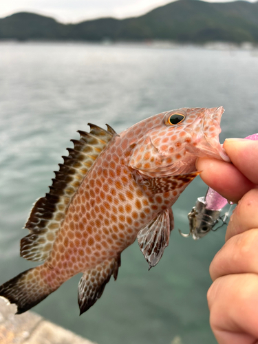 ハタの釣果