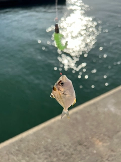 フグの釣果