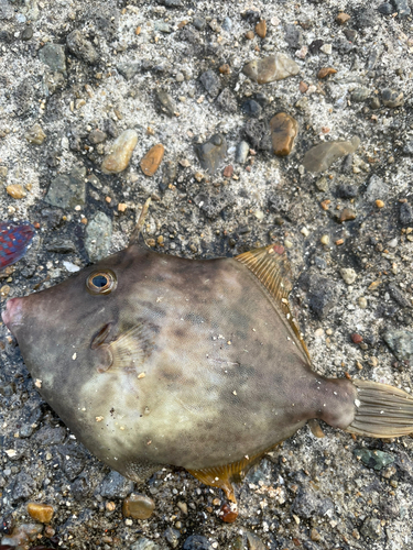 カワハギの釣果