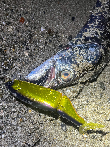 タチウオの釣果