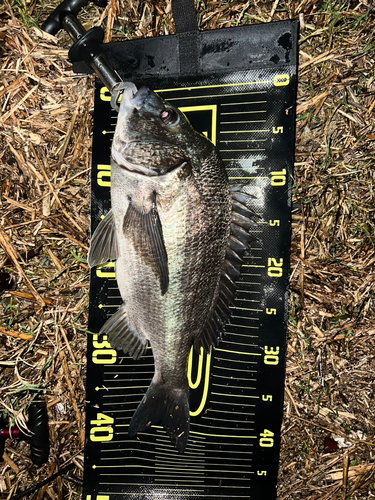 クロダイの釣果