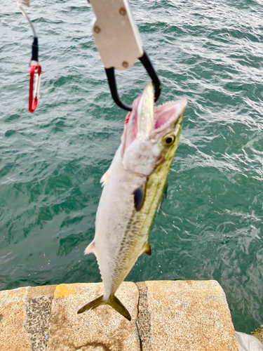 サゴシの釣果