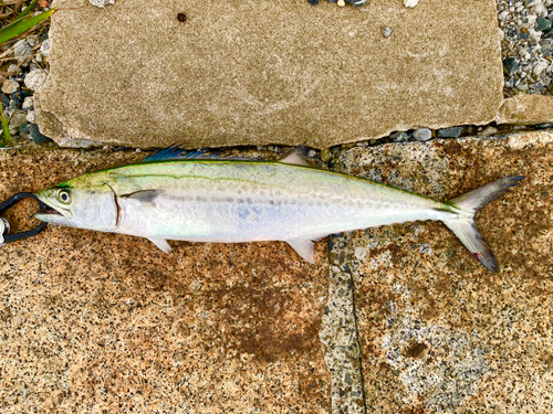 サゴシの釣果