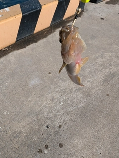 ハゼの釣果