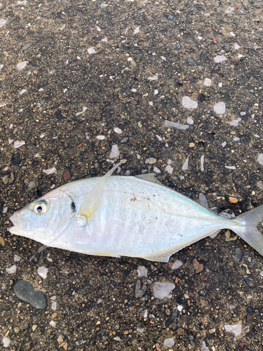 シマアジの釣果