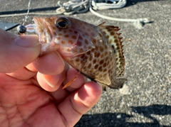 オオモンハタの釣果