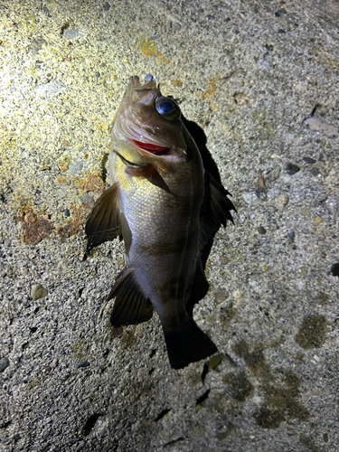 クロメバルの釣果