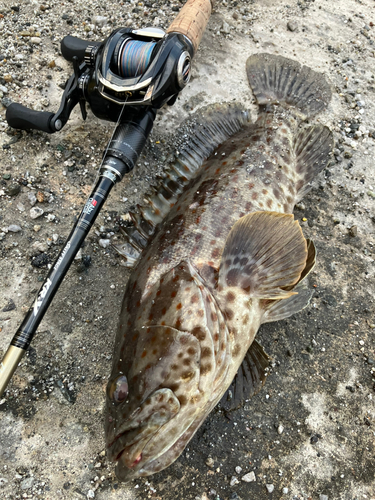 チャイロマルハタの釣果