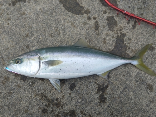 イナダの釣果