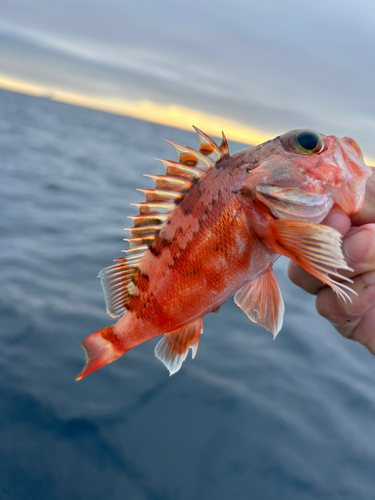 ユメカサゴの釣果