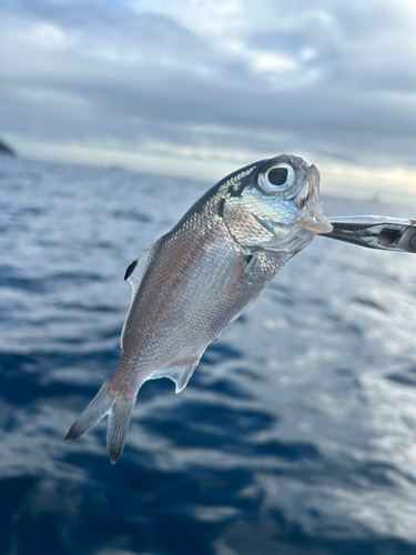 ギンメダイの釣果