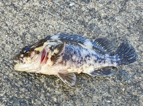 ソイの釣果