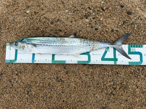 サゴシの釣果