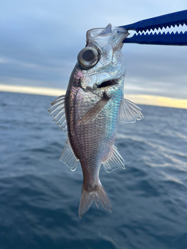 オオメハタの釣果