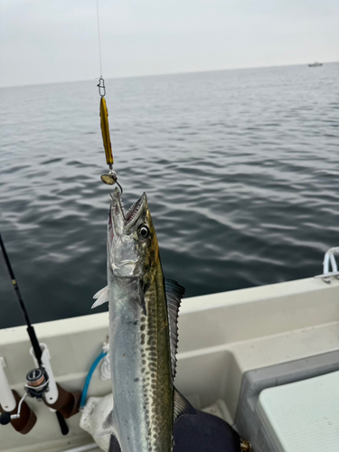 サゴシの釣果