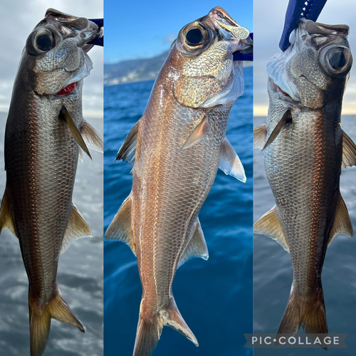 クロムツの釣果