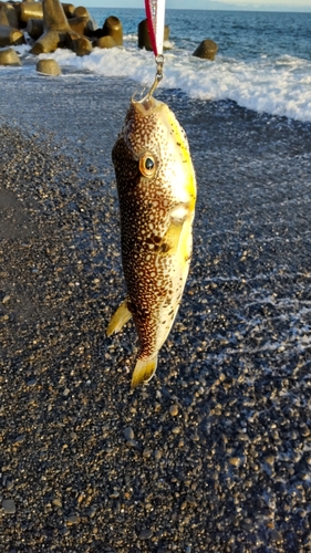 フグの釣果