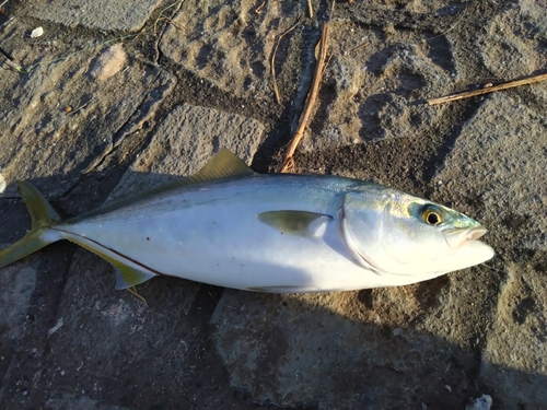 ワカシの釣果