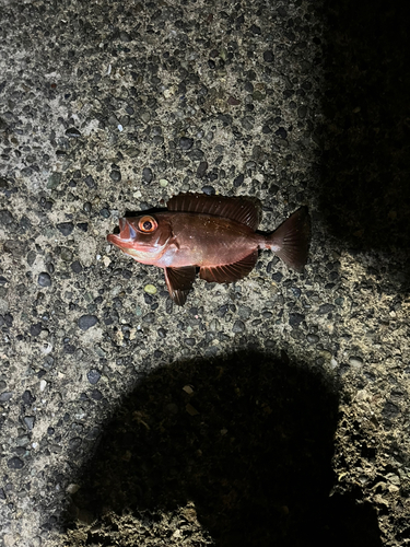 チカメキントキの釣果