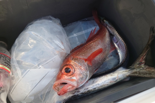 アカムツの釣果