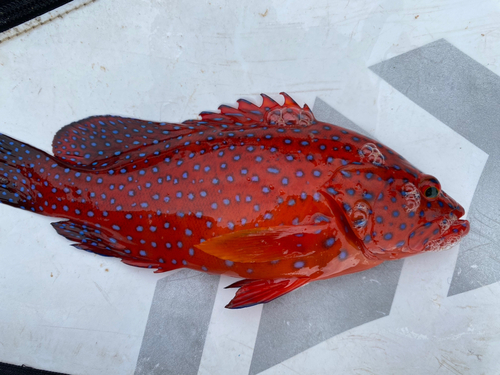 ユカタハタの釣果