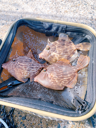 カワハギの釣果