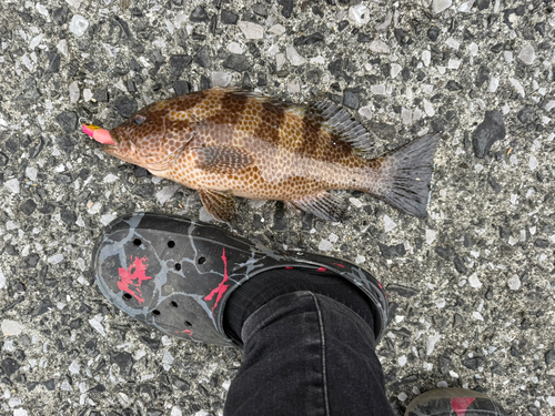 オオモンハタの釣果