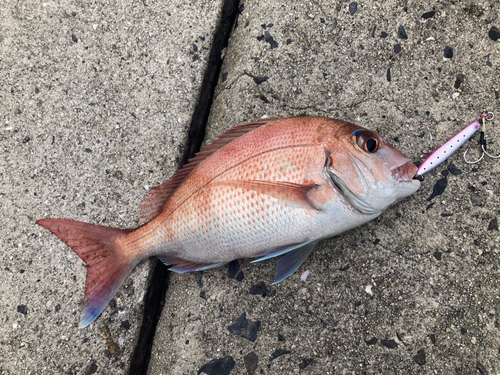 タイの釣果