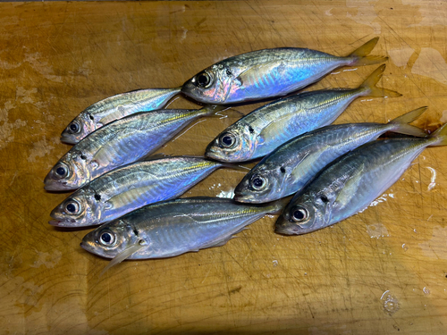 アジの釣果