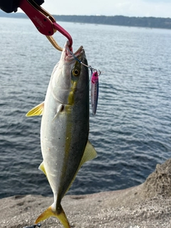 ヤズの釣果