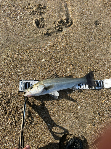 フッコ（マルスズキ）の釣果