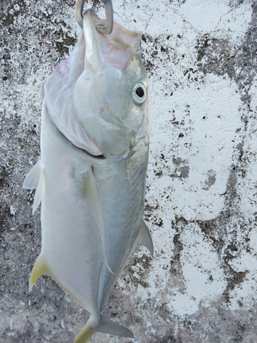 オニヒラアジの釣果